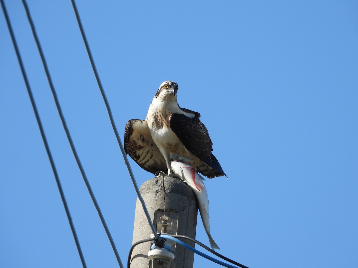 Osprey - ML646585342