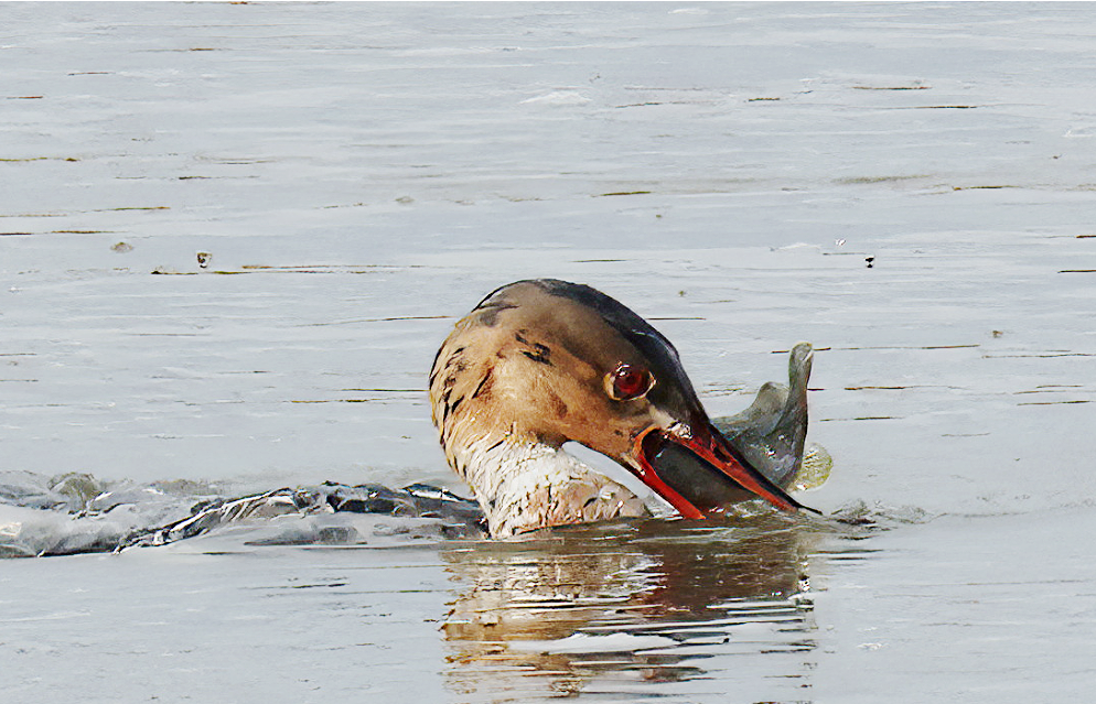 siland - ML646585343