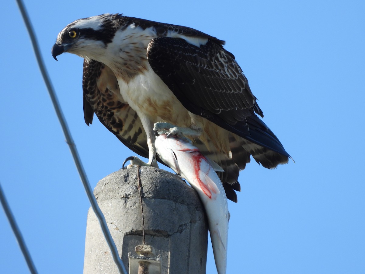 Osprey - ML646585344