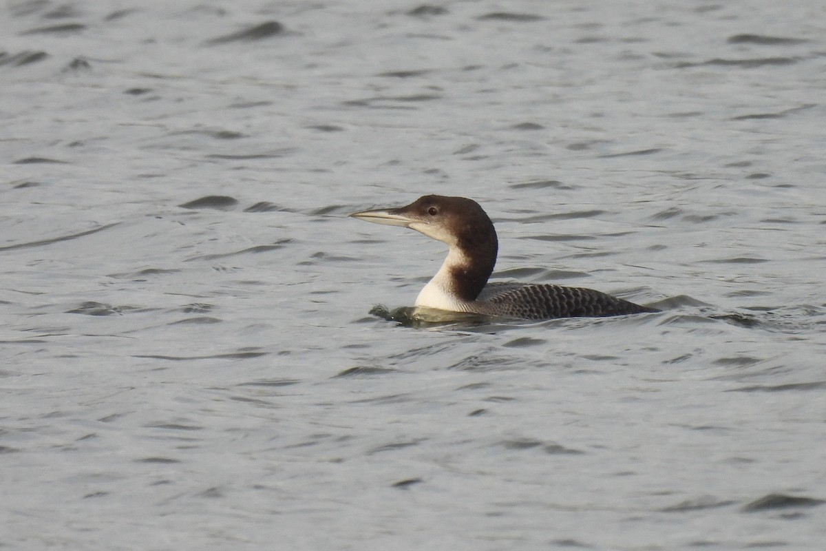 Common Loon - ML646585345