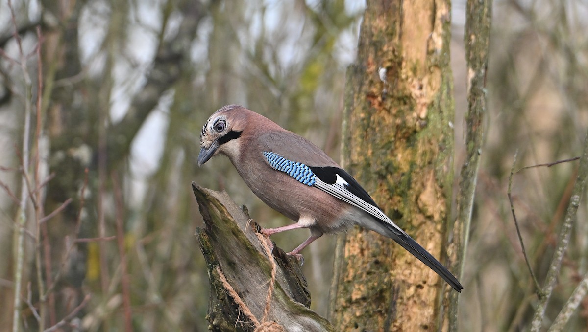 Eurasian Jay - ML646585346