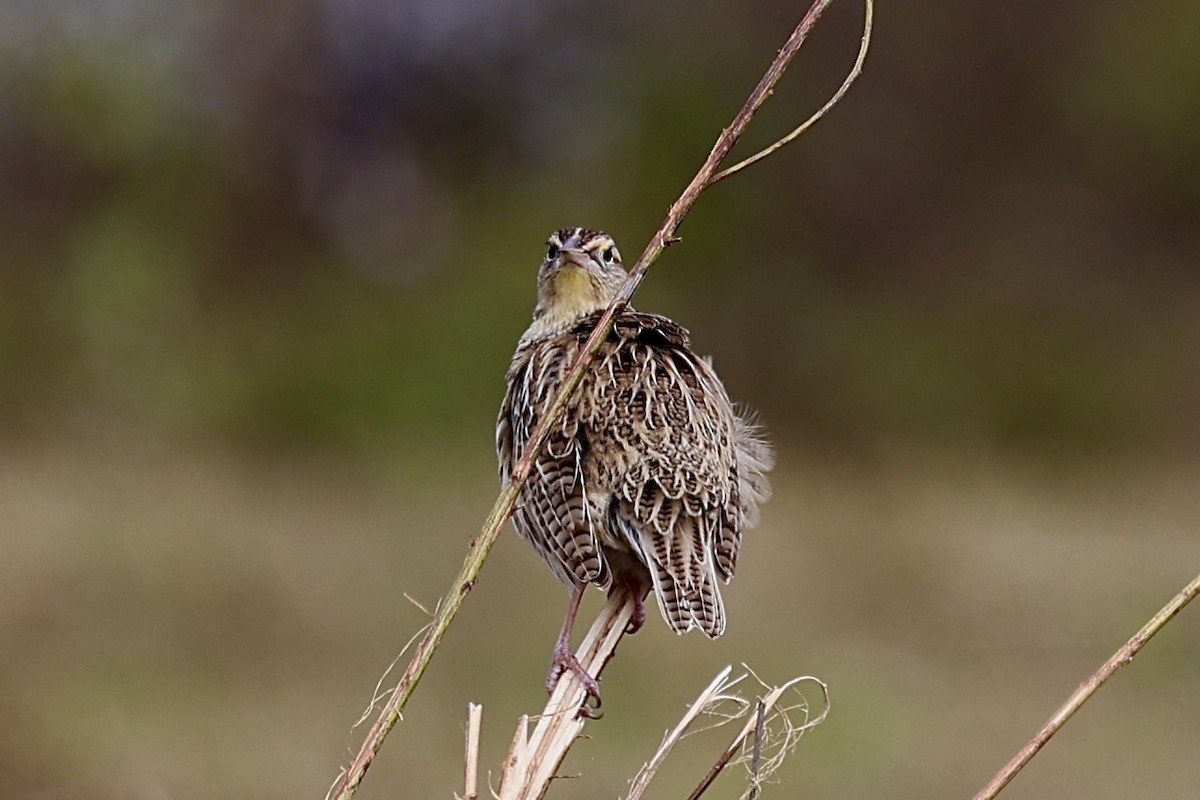 Pradero Occidental - ML646585347