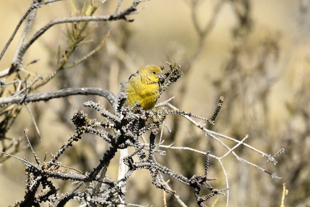 Büyük Kanarya İspinozu - ML646585366