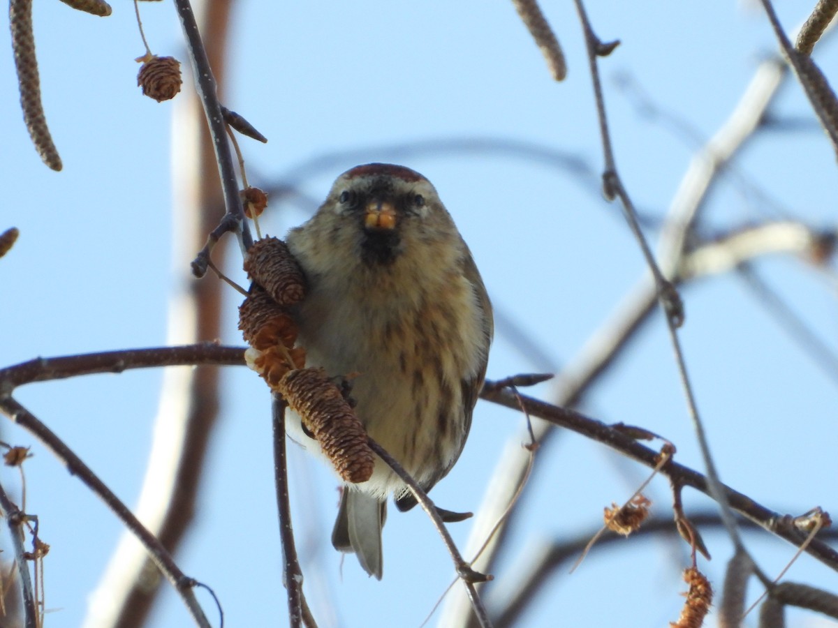Redpoll - ML646585367
