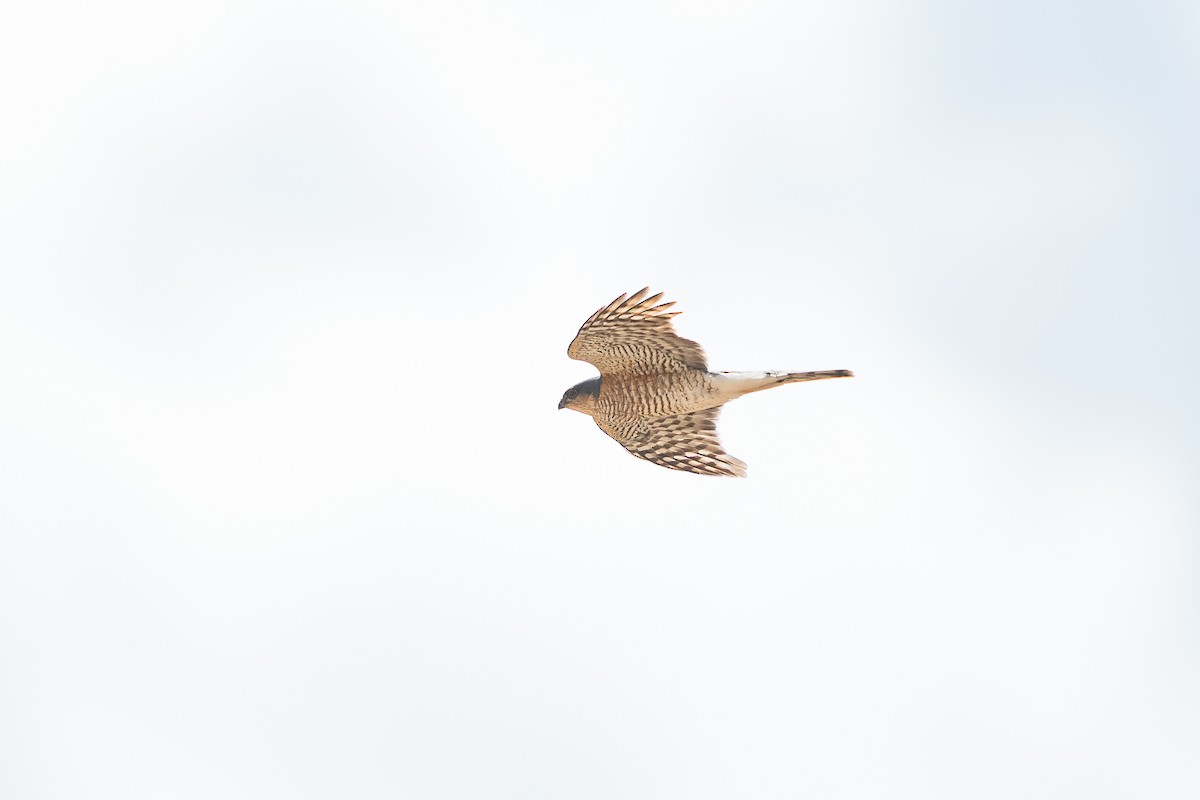 spurvehauk - ML646585368