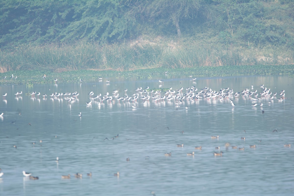 Zankaluze eurasiarra - ML646585371