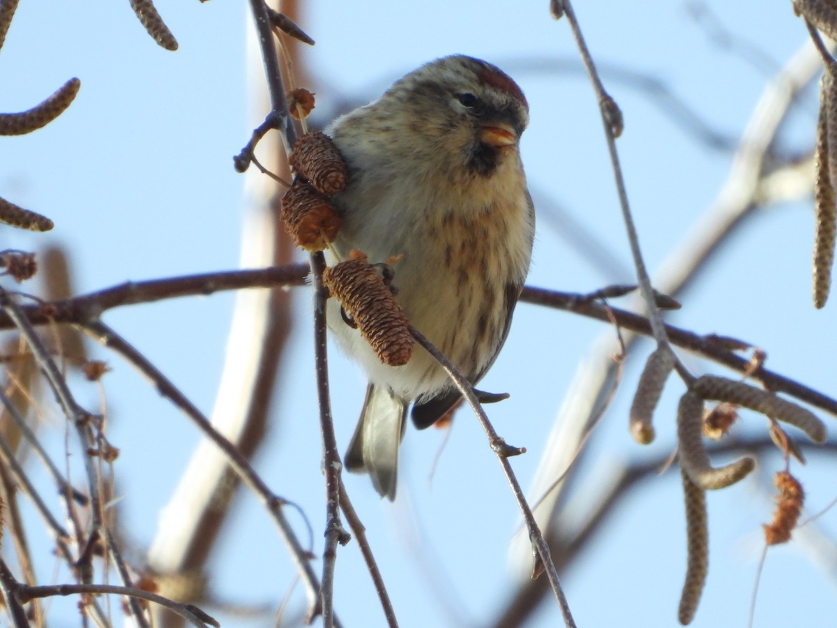 Redpoll - ML646585374