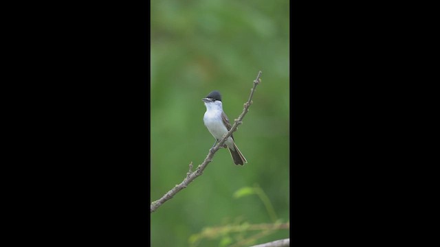 Бекард білоголовий - ML646585375