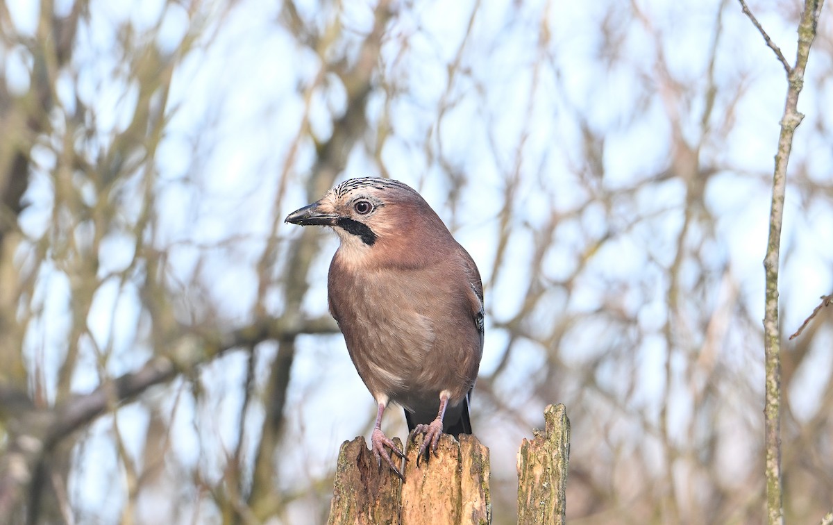 Eurasian Jay - ML646585377
