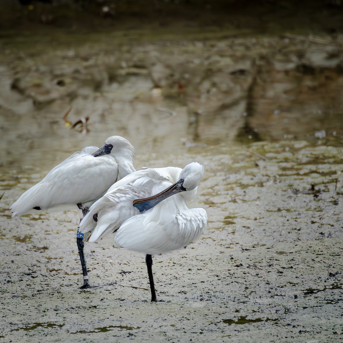 黑面琵鷺 - ML646585378