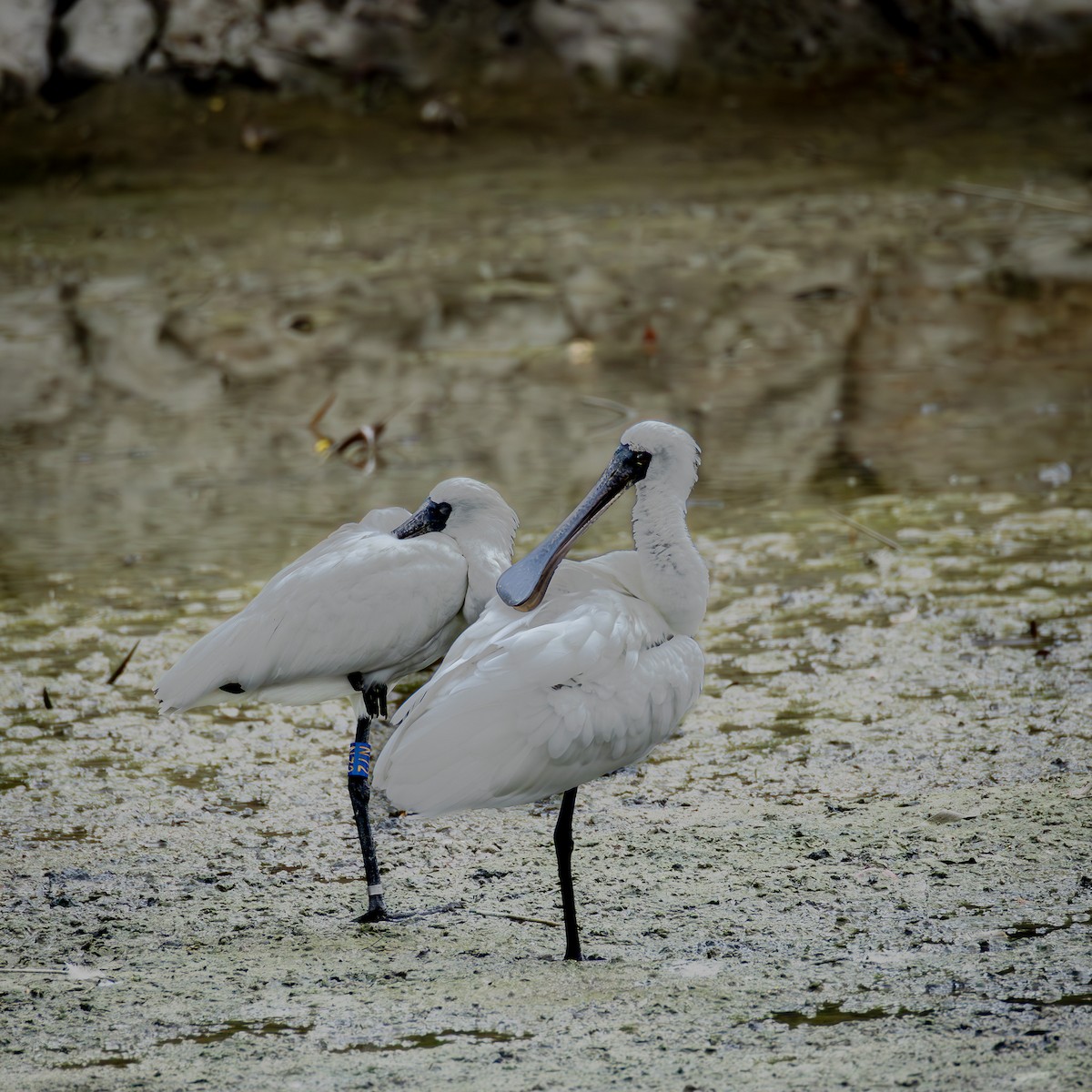 黑面琵鷺 - ML646585379