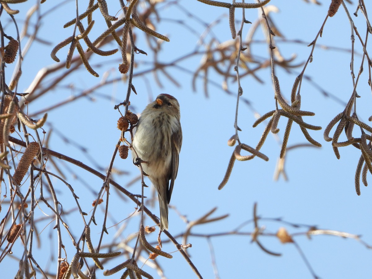 Redpoll - ML646585380