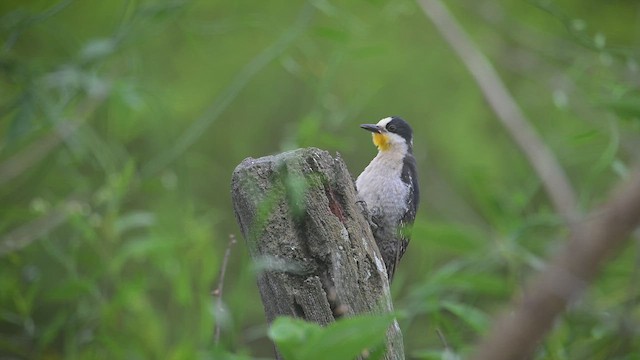 Гіла кактусова - ML646585382