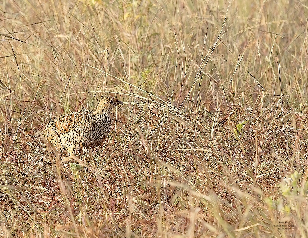 Gray Francolin - ML646585383