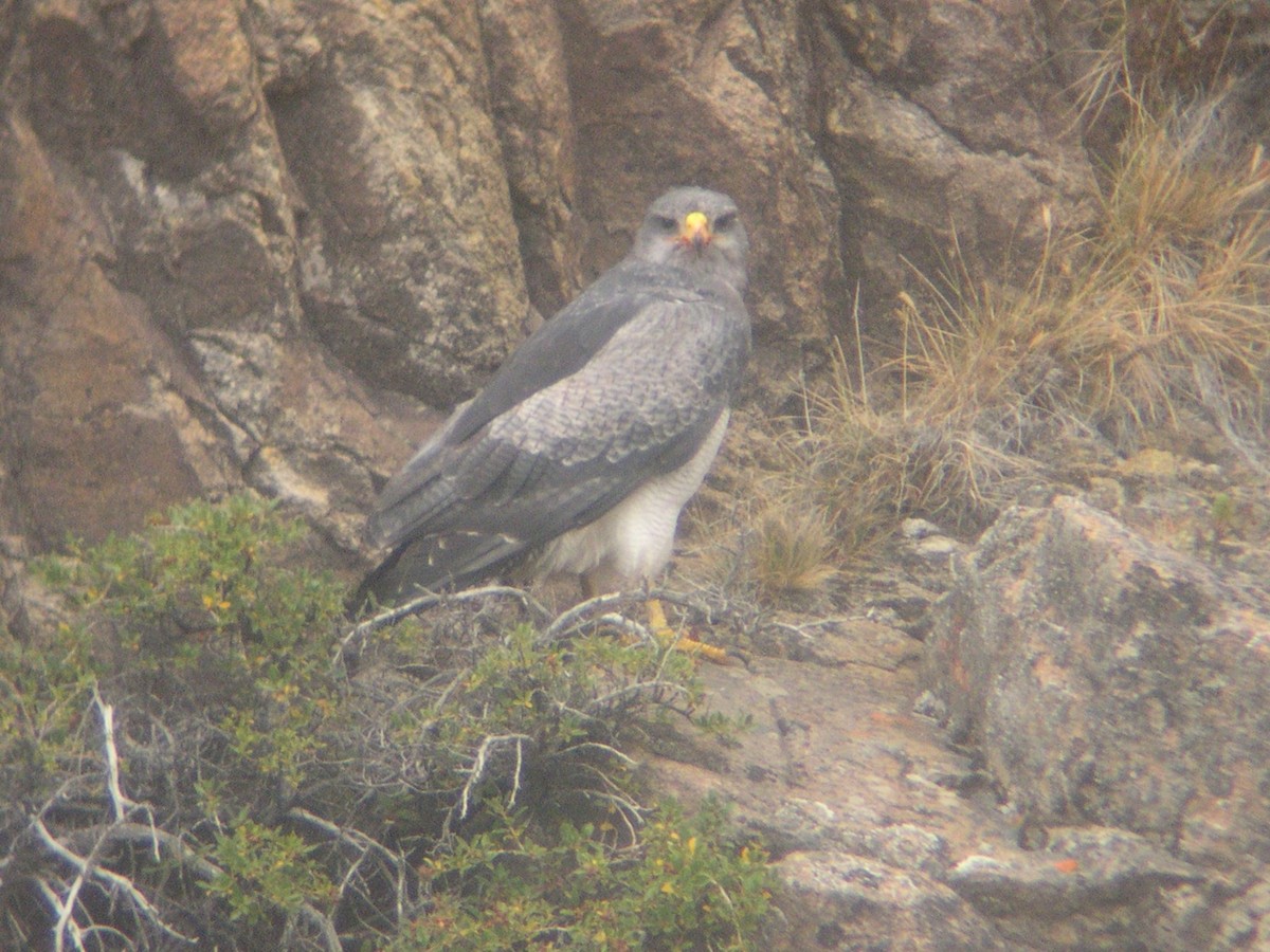 Black-chested Buzzard-Eagle - ML646585384