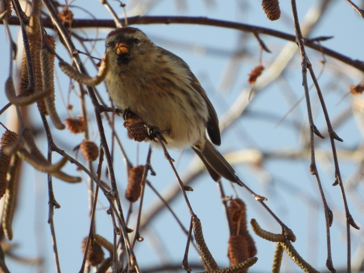 Redpoll - ML646585386