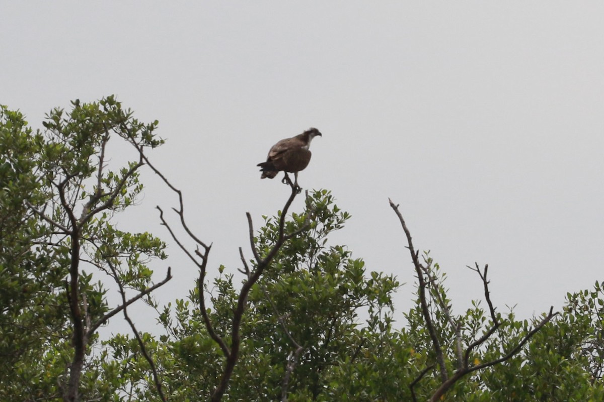 Fischadler - ML646585388