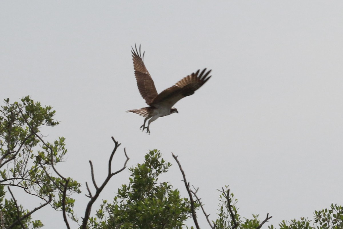 Fischadler - ML646585389