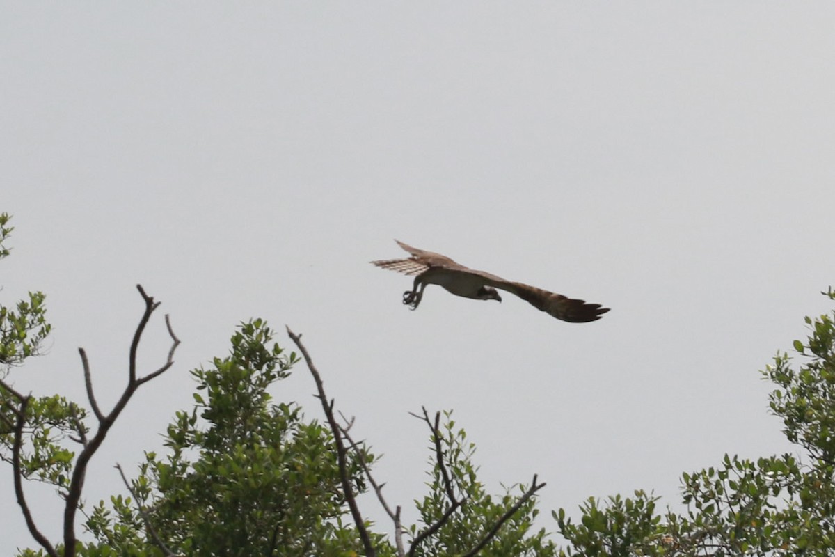 Fischadler - ML646585390