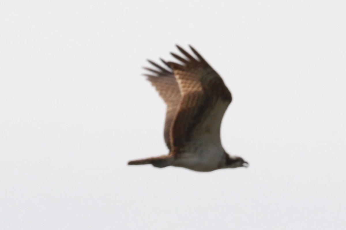 Fischadler - ML646585393