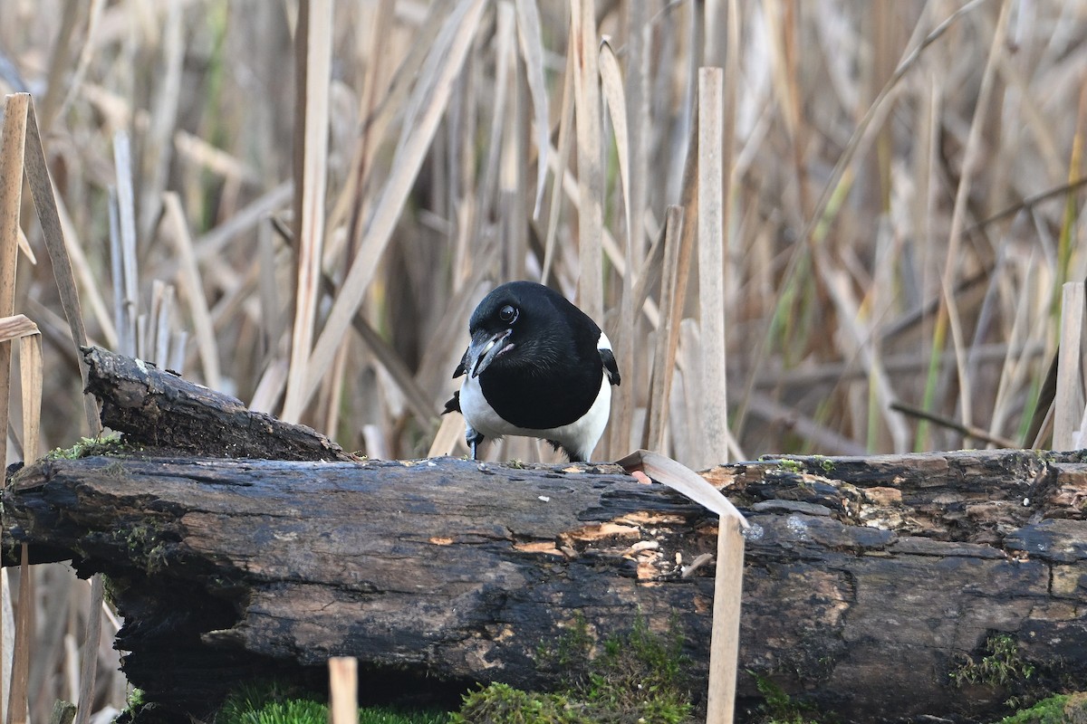 Eurasian Magpie - ML646585396