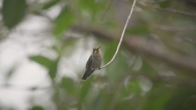 kolibřík lesklobřichý - ML646585406