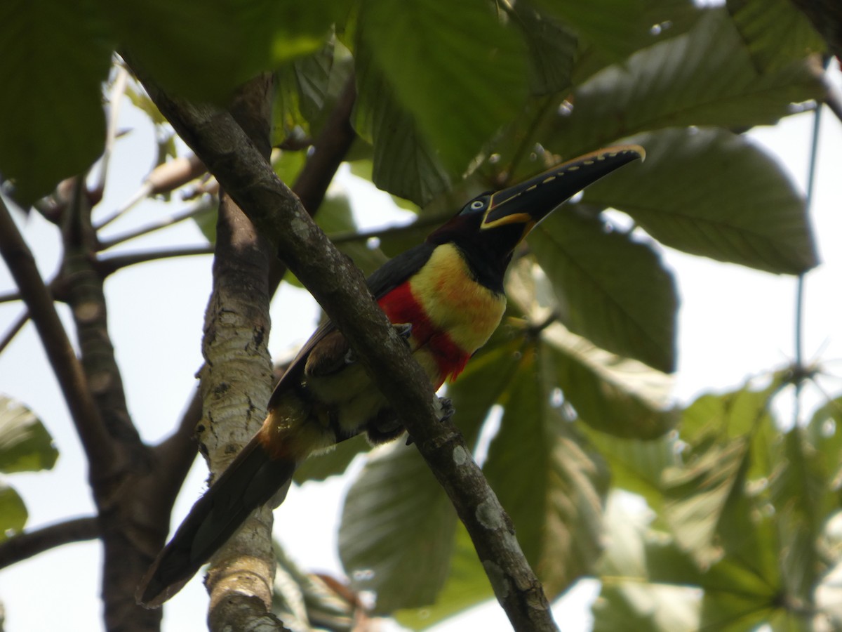 arassari hnědouchý - ML646585407