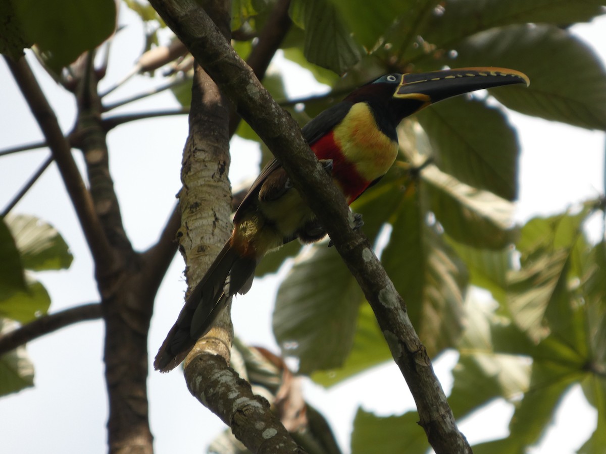 arassari hnědouchý - ML646585408