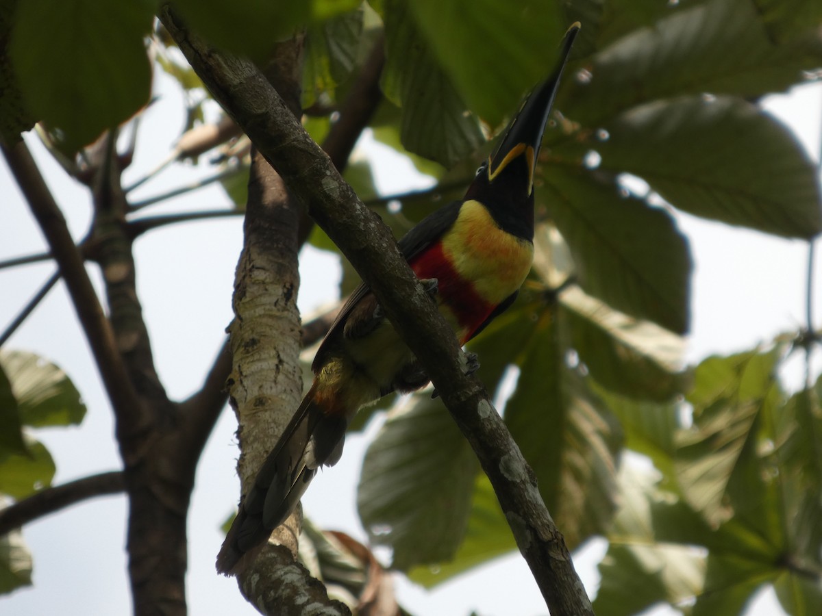 arassari hnědouchý - ML646585409