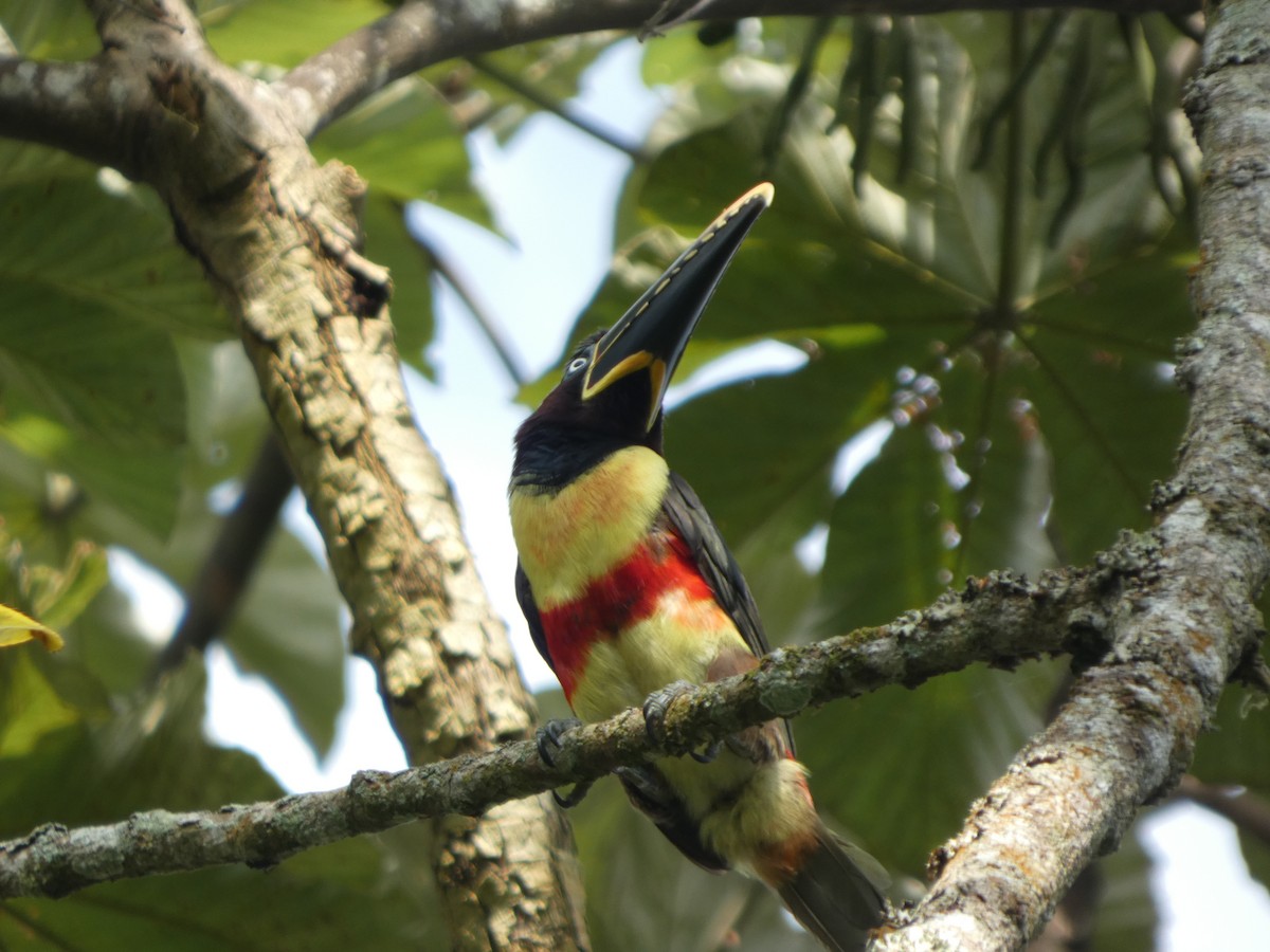 arassari hnědouchý - ML646585410