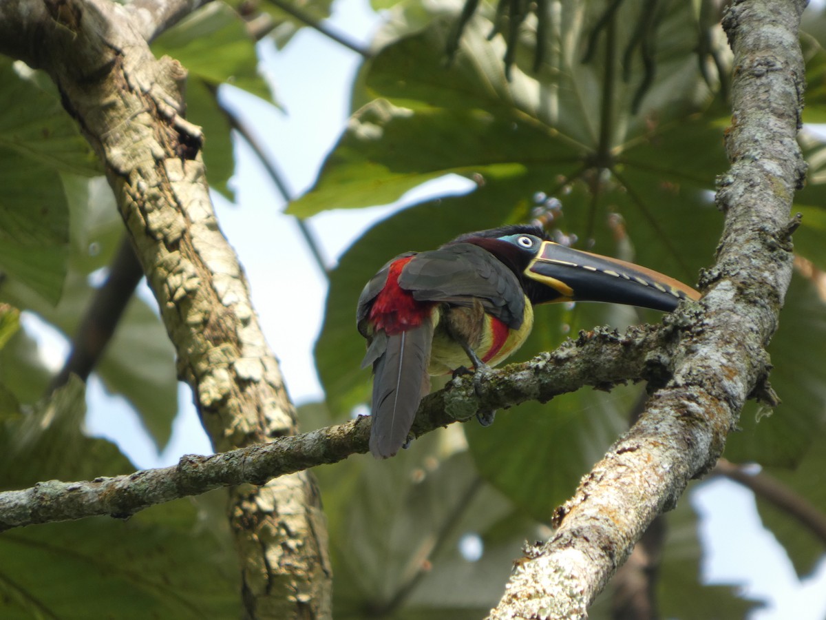 arassari hnědouchý - ML646585411