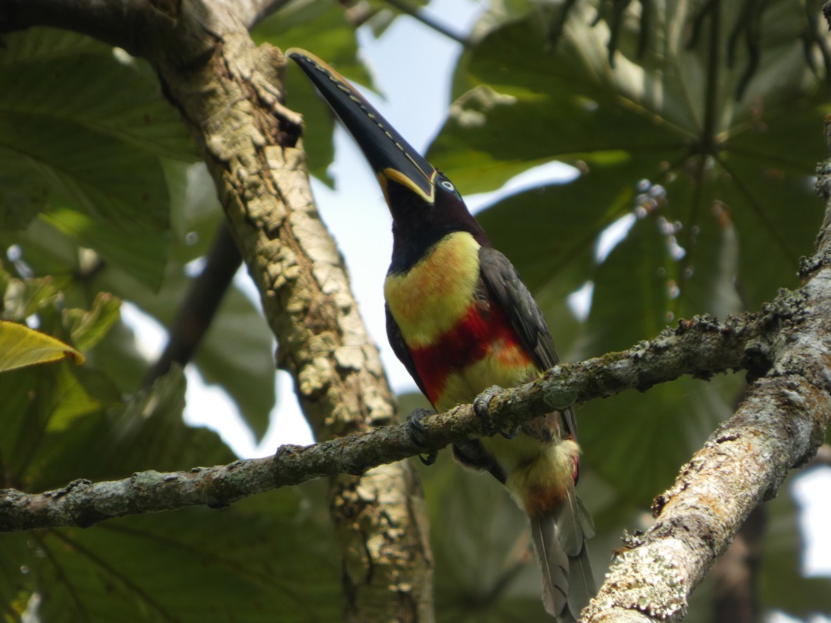 arassari hnědouchý - ML646585412