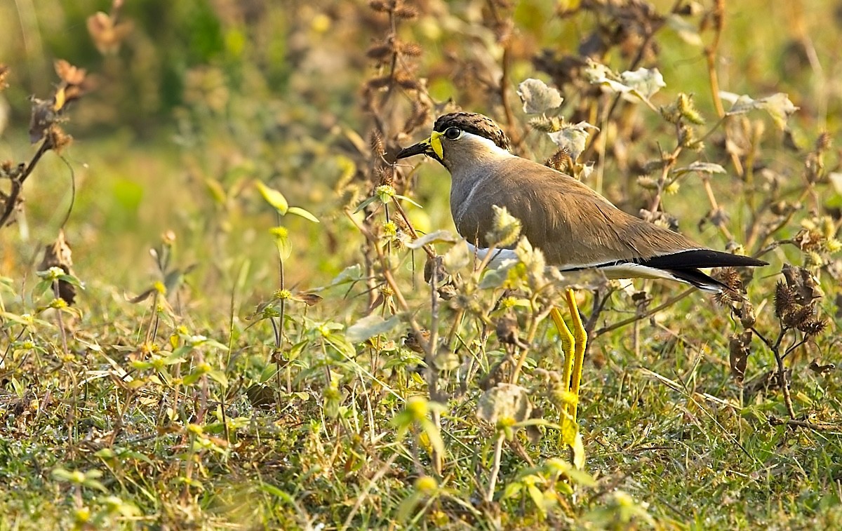 Yellow-wattled Lapwing - ML646585413