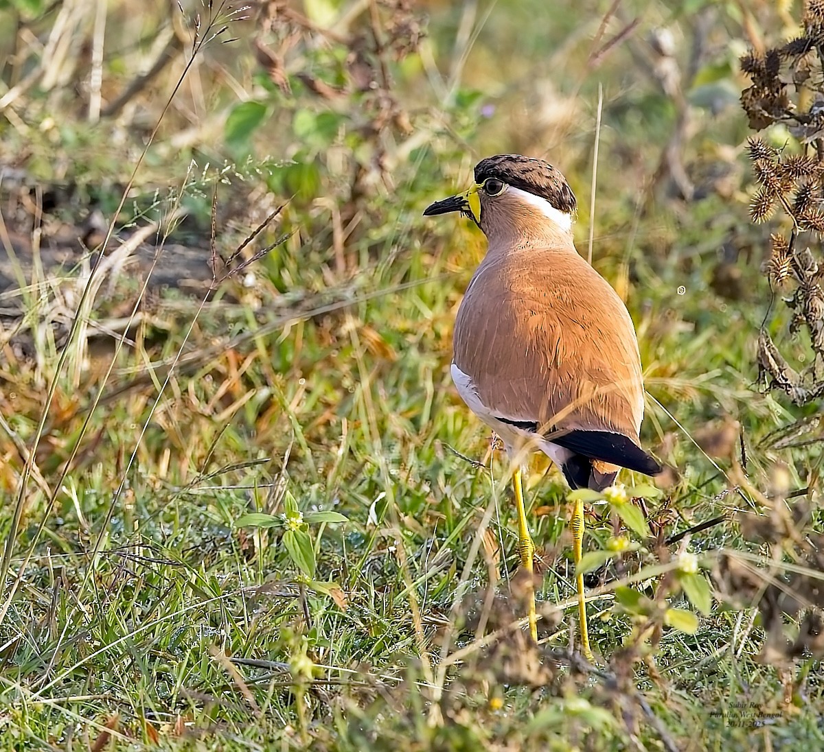 Yellow-wattled Lapwing - ML646585414