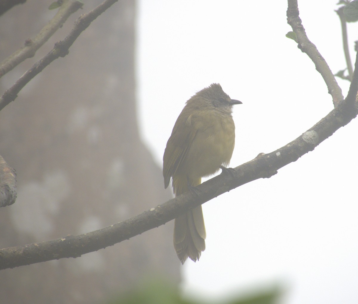 Flavescent Bulbul - ML646585415