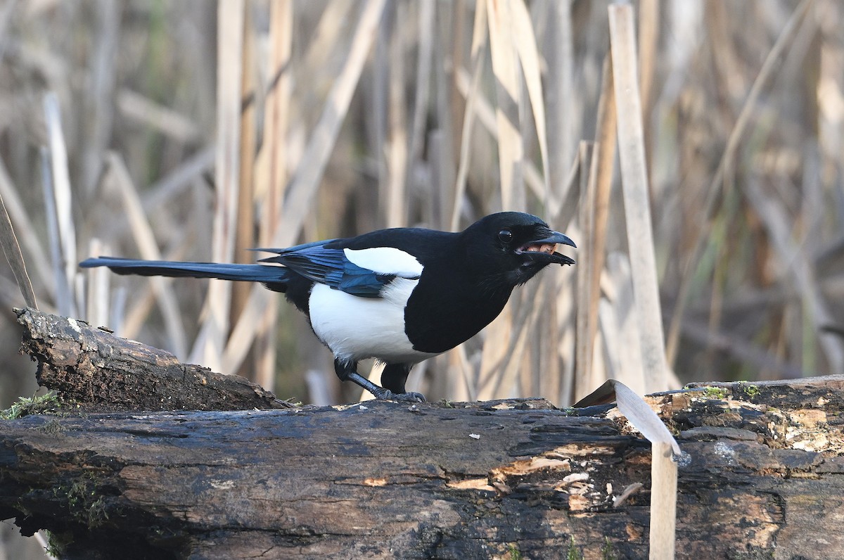 Eurasian Magpie - ML646585416