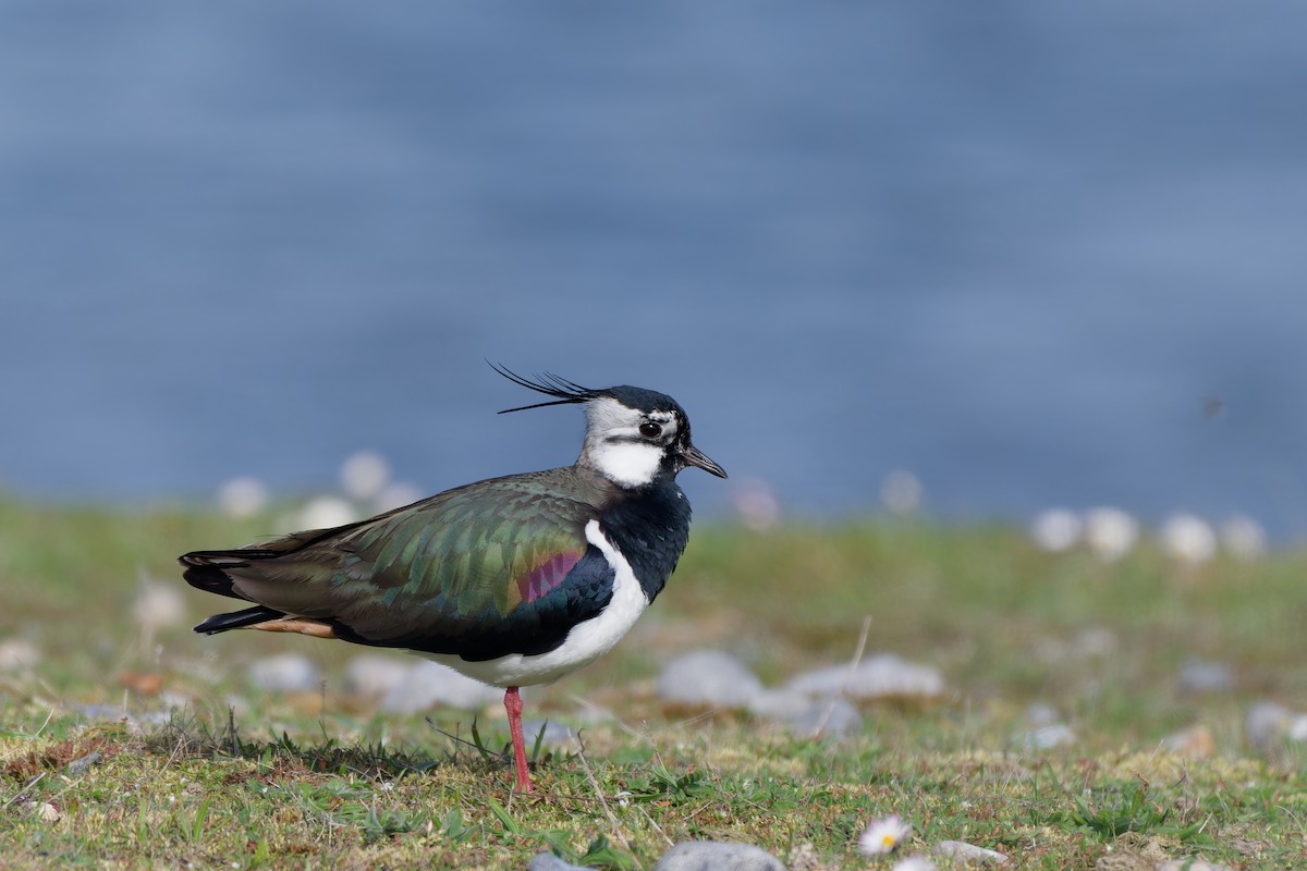 Northern Lapwing - ML646585417