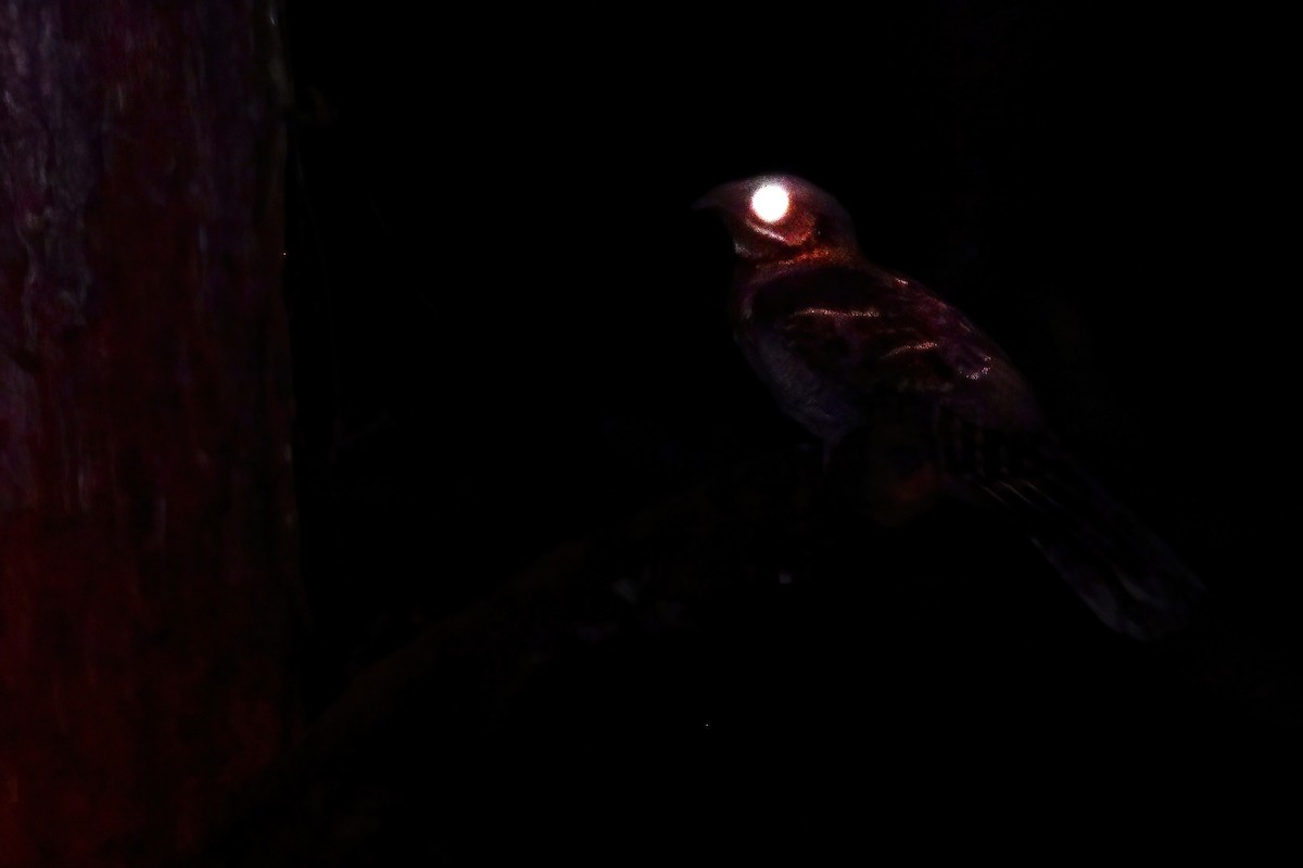 Длиннохвостый козодой - ML646585421