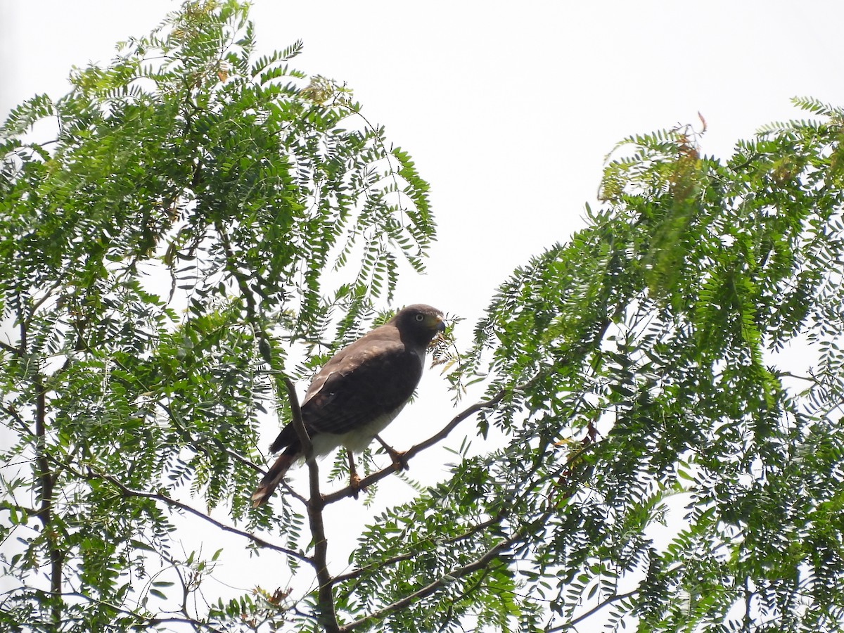 káně krahujová - ML646585422