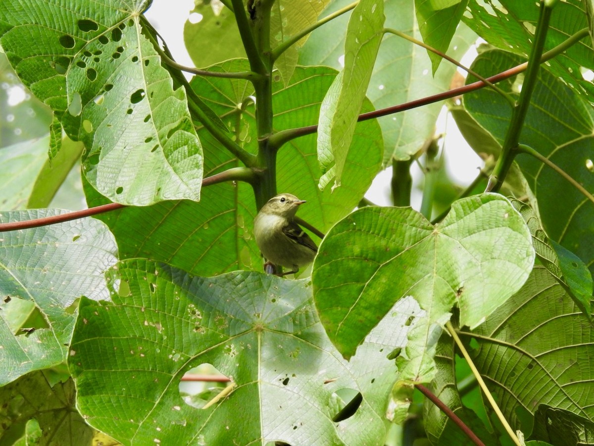 Yellow-browed Warbler - ML646585430