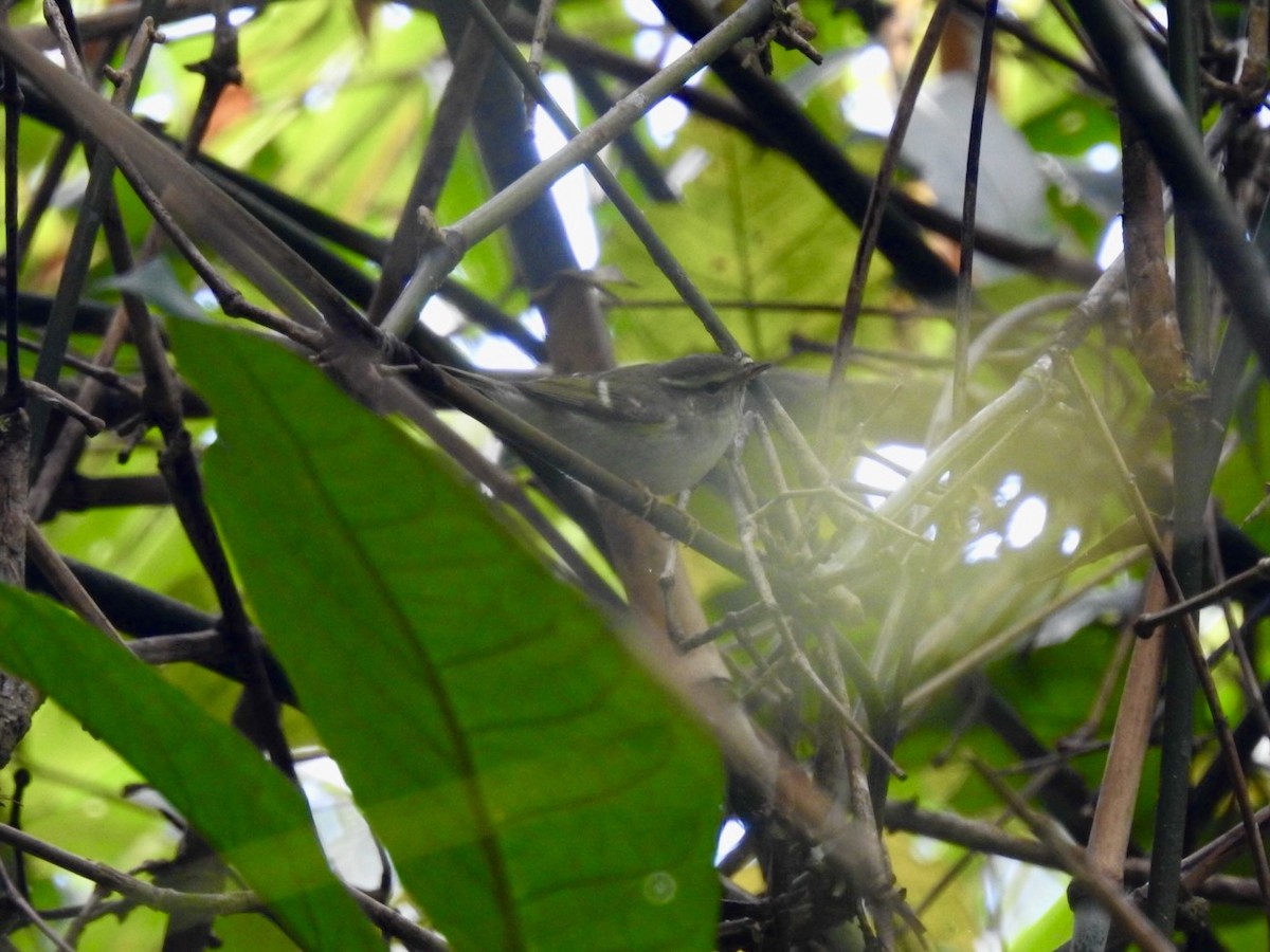 Yellow-browed Warbler - ML646585431