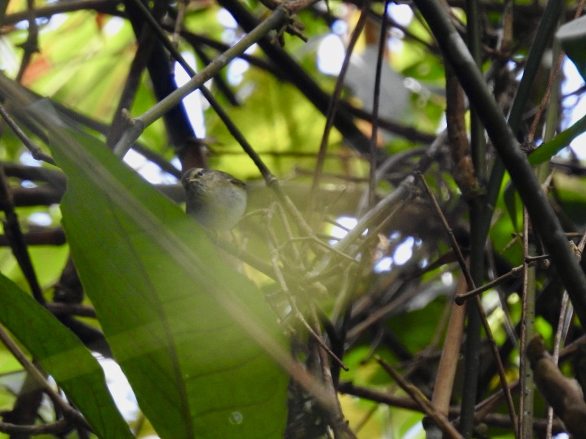 Yellow-browed Warbler - ML646585432
