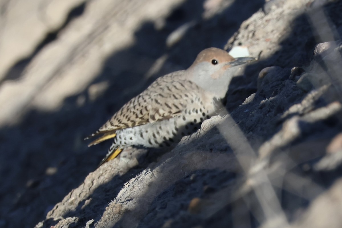 Gilded Flicker - ML646585433