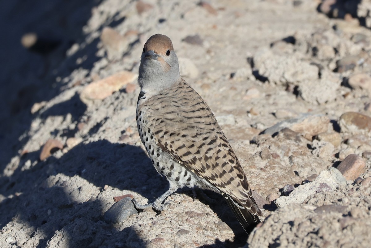 Gilded Flicker - ML646585434