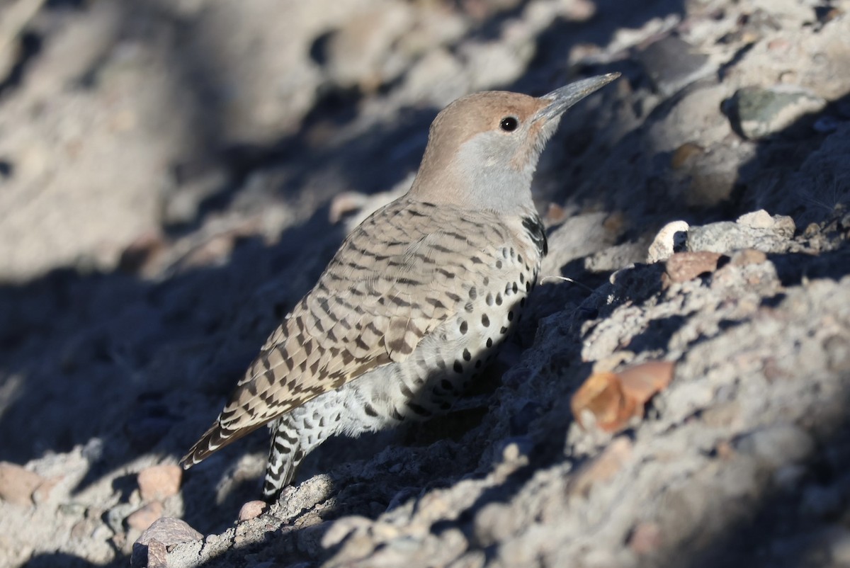 Gilded Flicker - ML646585435