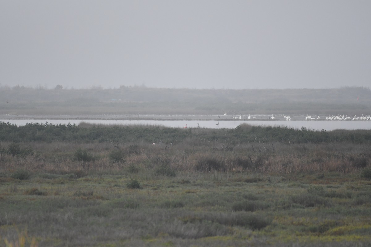 American Flamingo - ML646585436