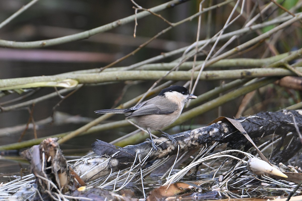 Willow Tit - ML646585440