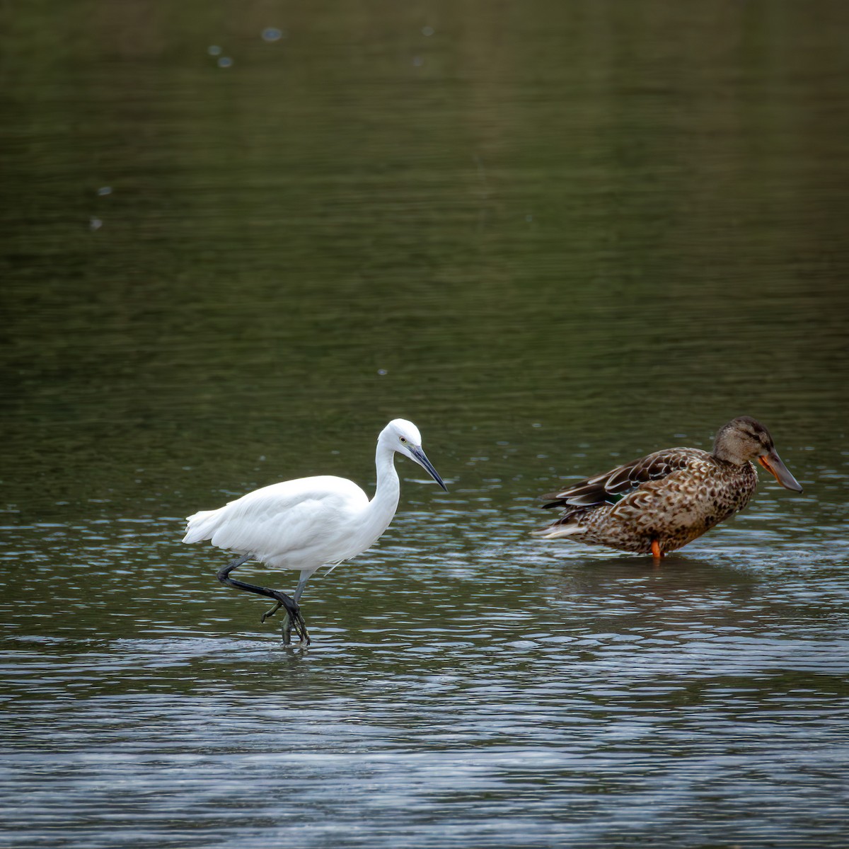 Little Egret - ML646585450