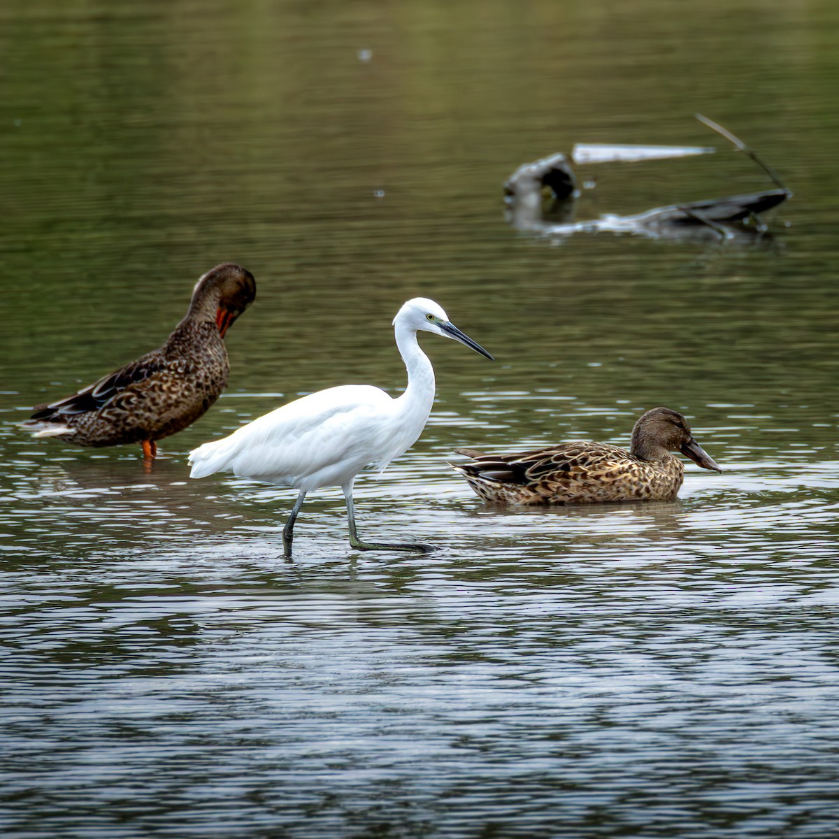 Little Egret - ML646585451