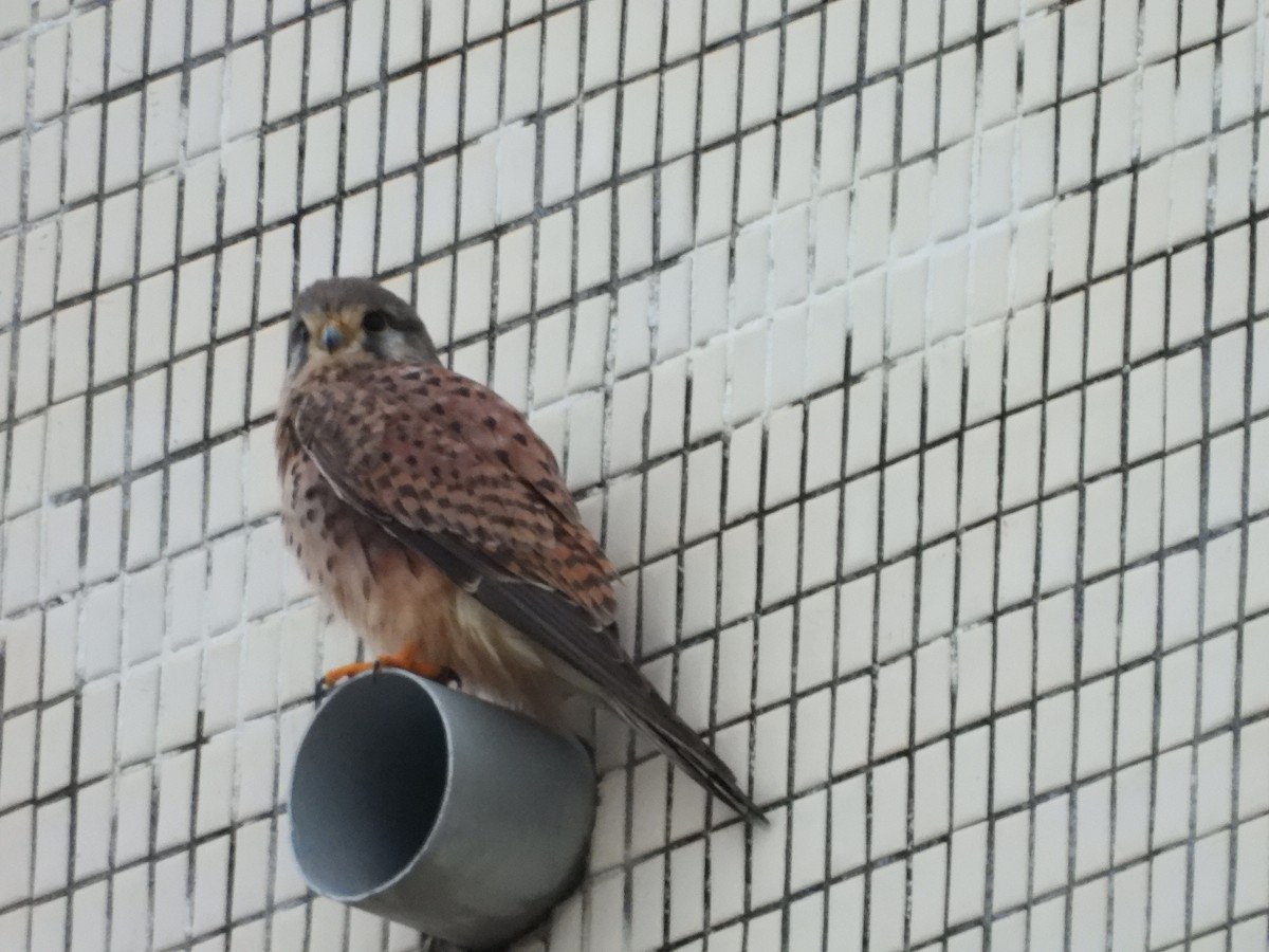 Eurasian Kestrel - ML646585452